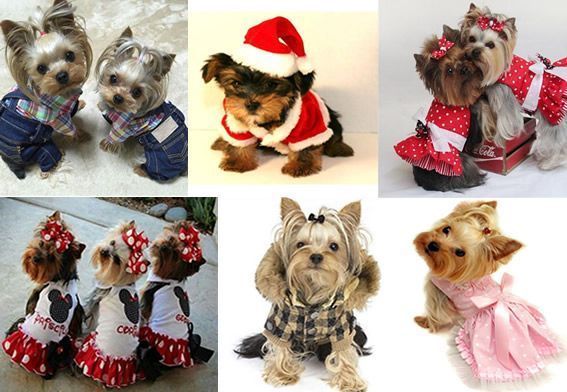Un fiel Recuerdo Enumerar Patrones de ropa para mascotas perros y gatos - Patrones gratis