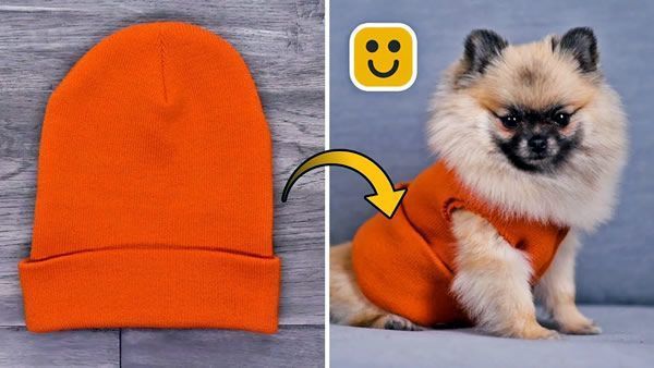 DIY Ideas geniales para mascotas y más